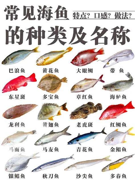 本命角意思 魚的種類